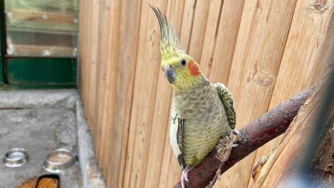 Как 8 Марта убивает наших питомцев — ветеринар предупредила владельцев птиц в Новосибирске об опасности букетов