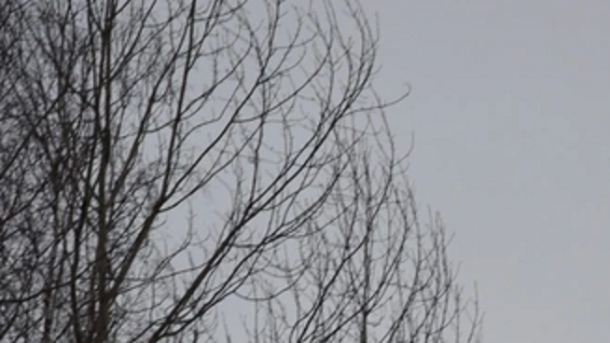 В Омской области заметили краснокнижного хищника