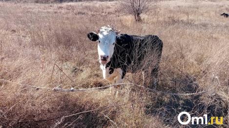 В Новосибирской области жители не перекрывали дорогу из-за уничтожения скота