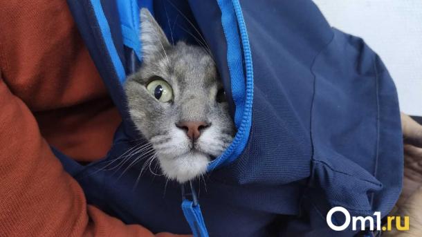 Ветеринар Сиротина: слюни и шатание у кошки — срочно в клинику