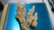 Омские таможенники нашли в багаже туриста редкие кораллы из Египта