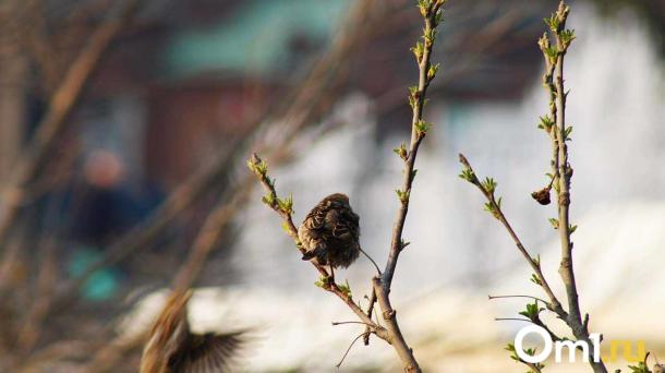 Весна не придёт? Снегопады и морозы могут сохраниться в Омске до апреля