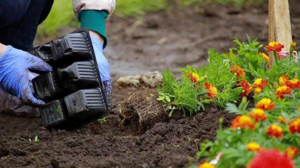 Почти полмиллиона цветов украсят Новосибирск этим летом