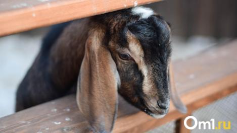 Карантин по бешенству: очаги инфекции найдены в ещё 4 сёлах Новосибирской области