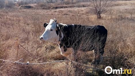 Жителям Новосибирской области, потерявшим скот из-за карантина, назначили ежемесячные выплаты на девять месяцев