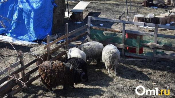 Крупный пожар на ферме в Омской области унёс жизни десятков животных