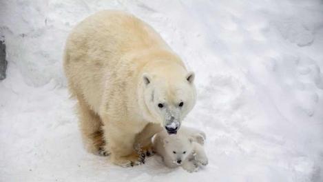 Белые медведи стали родителями в седьмой раз в Новосибирском зоопарке