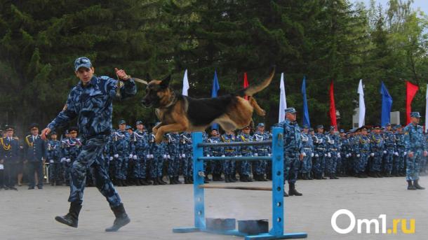 Новосибирский кинолог Ольга Карпич рассказала о подготовке собак-спасателей и новом напарнике Шасте