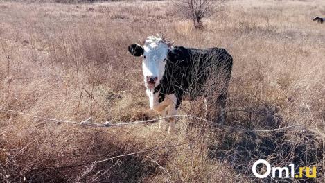 Рабочая группа из Москвы проверит ветеринарные меры в Новосибирской области