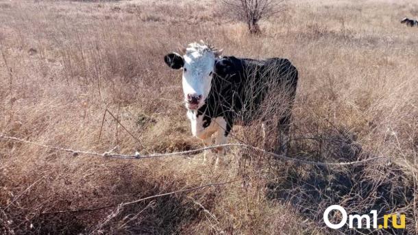 Рейды на трассах: 398 коров в Сибири вернули из-за отсутствия документов