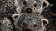 В Новосибирском зоопарке родились сразу три детёныша бинтуронга