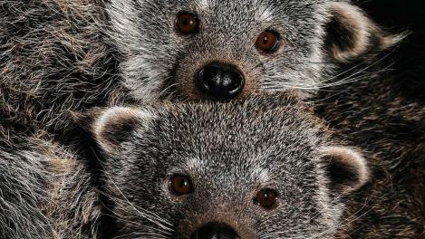 В Новосибирском зоопарке родились сразу три детёныша бинтуронга