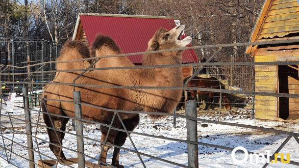В Омске хотят снести кусок частного сектора в форме лежащего верблюда