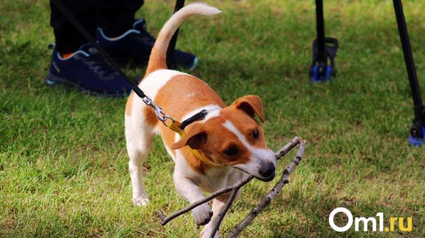Иллюзия безопасности: кинолог предупредил о скрытых угрозах в дог-френдли кафе и парках