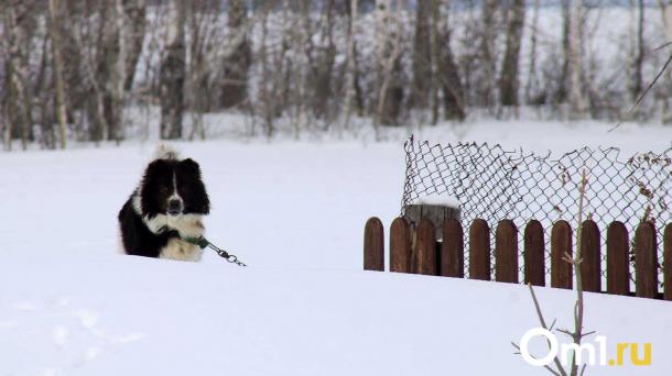 Спасатели «Веги-1» освободили собаку из капкана в Новосибирске