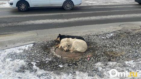 В Омске прокуратура требует компенсацию для школьника, пострадавшего от собак