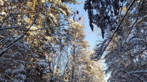 Синоптики прогнозируют ветер и мокрый снег 24 марта в Новосибирске