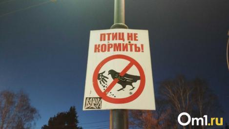 Орнитолог Мишин: кормление голубей у дома грозит штрафами и ссорами с соседями