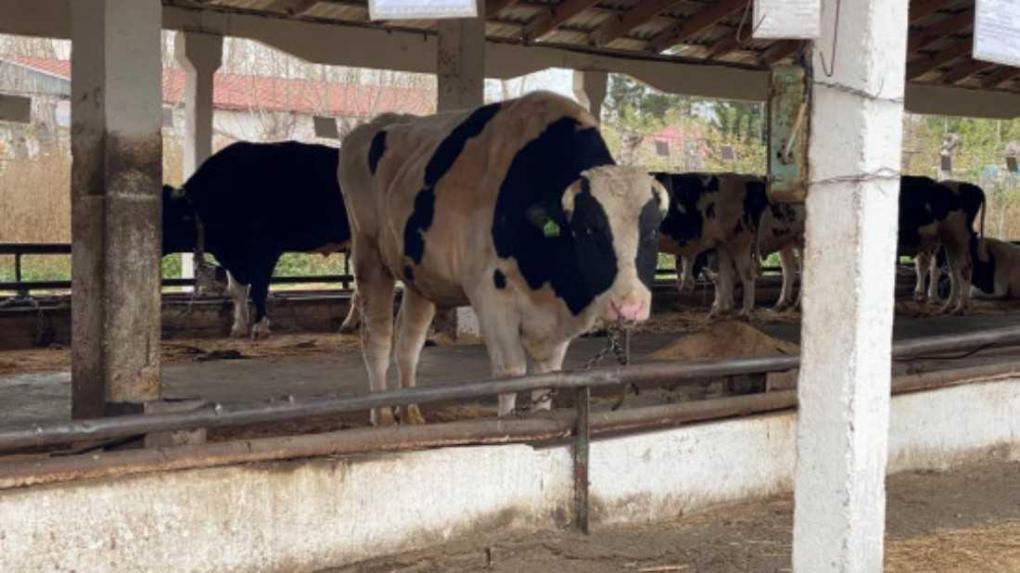 В Новосибирской области установили сроки выплат за изъятый скот