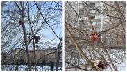 Неизвестные развесили останки животных на деревьях во дворе Новосибирска