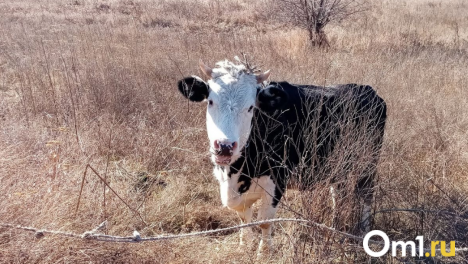 В Новосибирской области завершили изъятие скота из очагов пастереллёза: новых случаев нет уже 19 дней