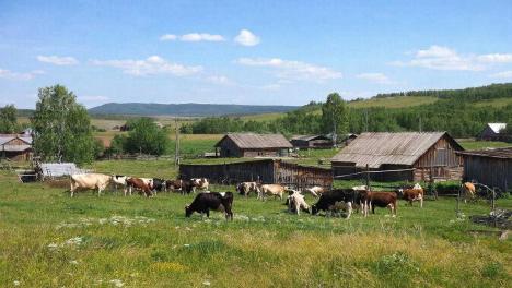 «Зона распространения заболевания локализована»: глава Россельхознадзора оценил ситуацию с пастереллёзом в Новосибирской области