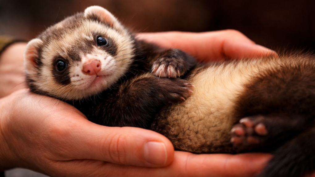 Омичка пыталась купить внучке хорька, но вместо этого потеряла деньги с карты