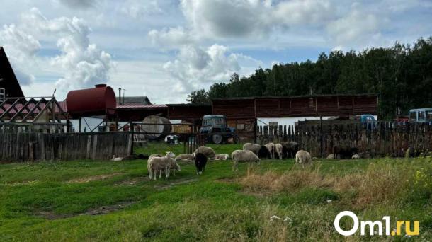 Новосибирские хозяйства, пострадавшие от вспышки пастереллёза, могут купить скот со скидкой