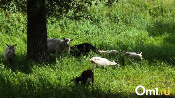 В пострадавших от пастереллёза сёлах Новосибирской области завершили приём заявлений на выплаты