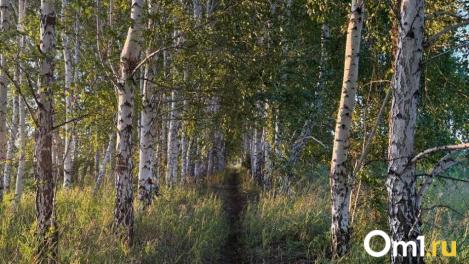 Сбор берёзового сока: названы штрафы и главные правила сбора