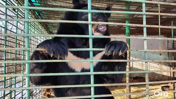 В Большереченском зоопарке из спячки вышли все медведи