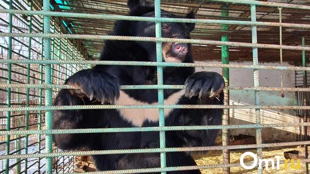 В Большереченском зоопарке из спячки вышли все медведи