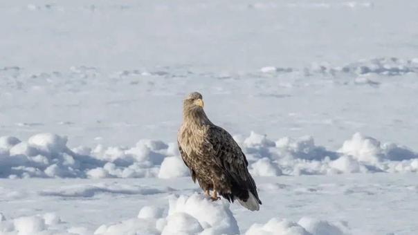В Омской области засняли редкого орлана-белохвоста