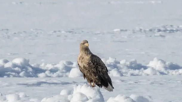 В Омской области засняли редкого орлана-белохвоста