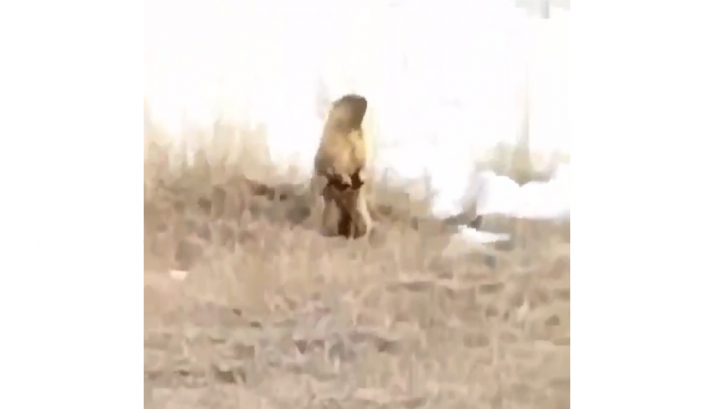 В Омской области проснулись краснокнижные сурки-байбаки