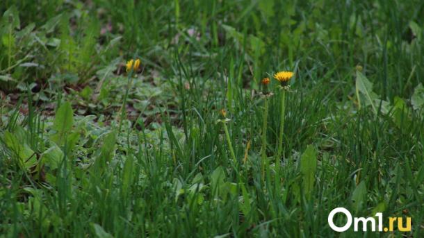 Клещи переносят не только энцефалит: одна деталь после прогулки может спасти жизнь