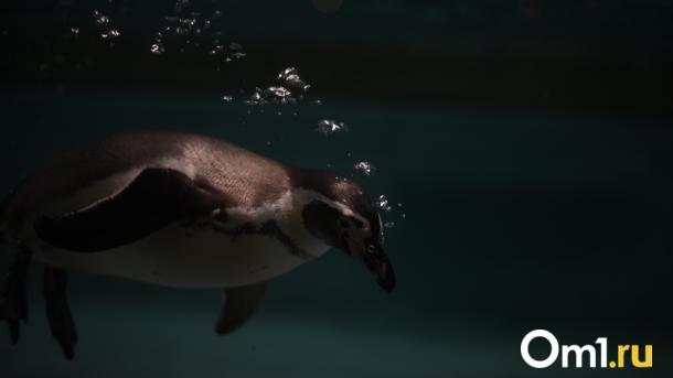 В Новосибирском зоопарке пенсионерам бесплатно расскажут, как защитить недвижимость от мошенников