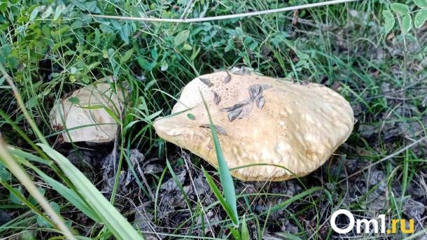 В Омской области нашли первые грибы в сезоне