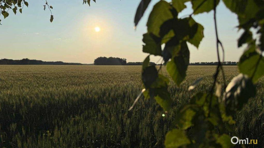 Опасный сезон начинается: в Новосибирске ожидается нашествие агрессивных клещей
