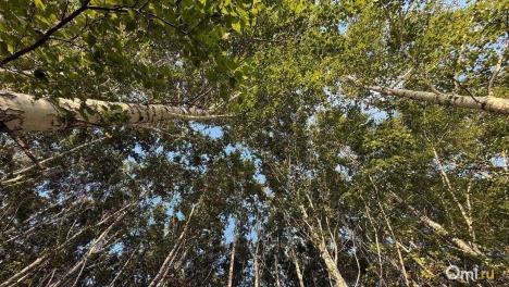 Трёх жителей Омской области осудили за незаконную рубку леса на 6 миллионов рублей