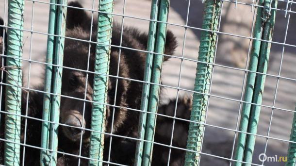 В омском зоопарке устроят показательный обед медведям