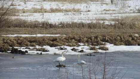 В Знаменском районе в кадр попали краснокнижные птицы
