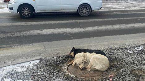 В омском приюте умер один из самых известных его питомцев — бульдог Сёма