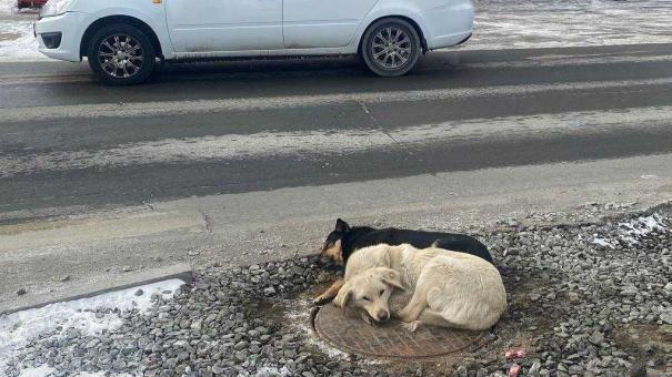 В омском приюте умер один из самых известных его питомцев — бульдог Сёма