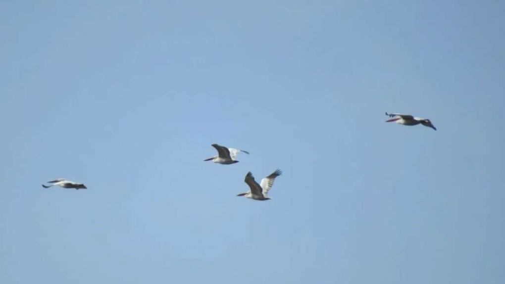 В Омскую область вернулись редкие птицы