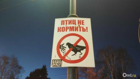 Самые быстрые птицы в мире вернулись в Новосибирск: за сапсанами на Шлюзе снова будет следить веб-камера