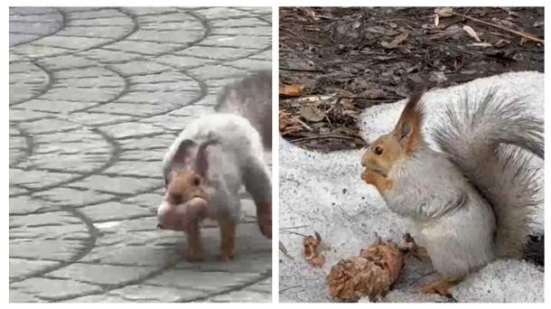 В Новосибирском зоопарке самка белки организовала переезд шестерых бельчат