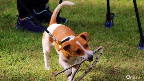 В Омске проведут благотворительный кинопоказ в поддержку приюта для животных