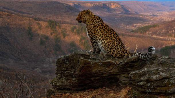 Семейство диких кошек опять в центре внимания