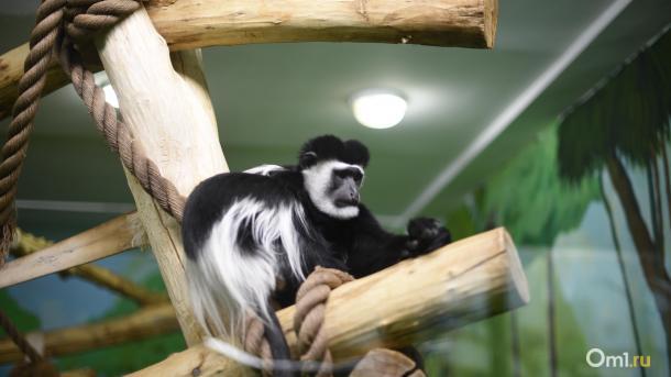 Бесплатный вход, паровозики и колесо обозрения: Новосибирский зоопарк ждёт пенсионеров 9 апреля